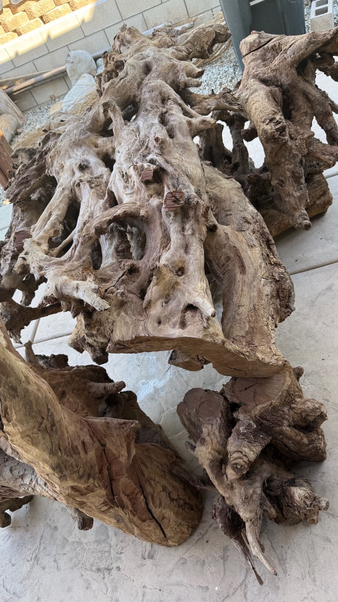 California Redwood Tree Root Stump