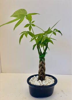 Braided money tree in 4” x 5” ceramic pot