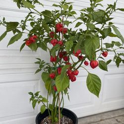 Red Savina Abanderó Very Spicy Peppers Plant, In 5 Gallóns Pot Pick Up Only