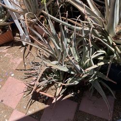 Large Aloe Plants