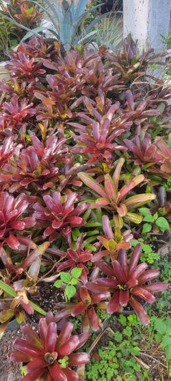 Bromelia Plants