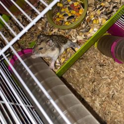 Hamster,cage And Food 