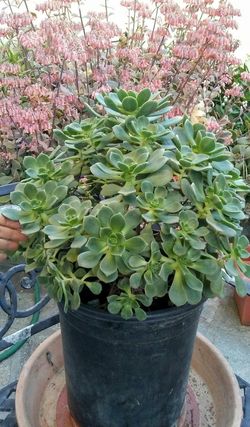 reduced- Blue Succulent Ice Cream Cone/Yellow Flowers Plant