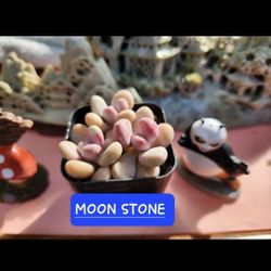 SUCCULENT PLANT SALE. SATURDAY  TODAY FROM 1PM TO 5PM  SAN LORENZO