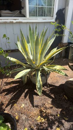 Huge Maguey Pot