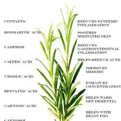 Rosemary Plants  🪴🌿💊