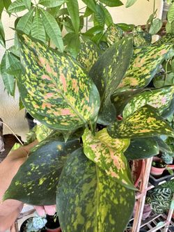 Blush Beauty for Your Home – Stunning Pink Indoor Plants! 🌸🏡  Add a touch of elegance and charm to your space with a vibrant pink indoor plant! Whet