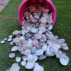 5 Gallon Bucket Full Of Scallop Seashells 