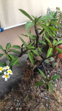 Plumeria