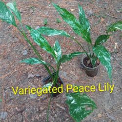 Variegated Peace Lily Plants (pls Read Description Below)