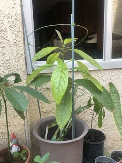 Avocado Trees