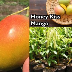 So Many Mango trees! 