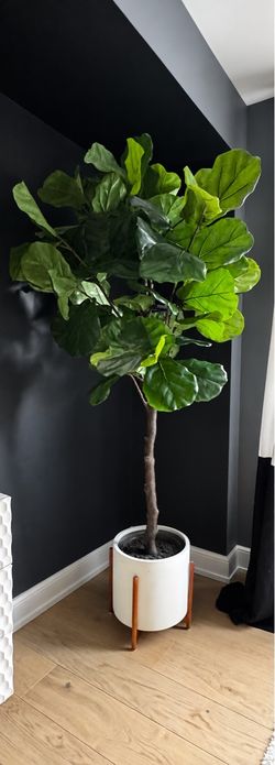 Ballard Designs Bunny Williams Faux Fiddle Leaf Fig Tree