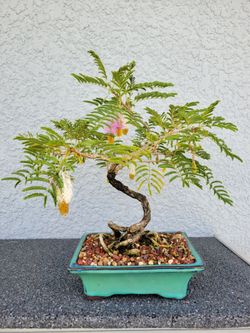 Bonsai- Rabbits foot Acacia