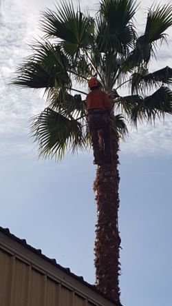 Clean palms