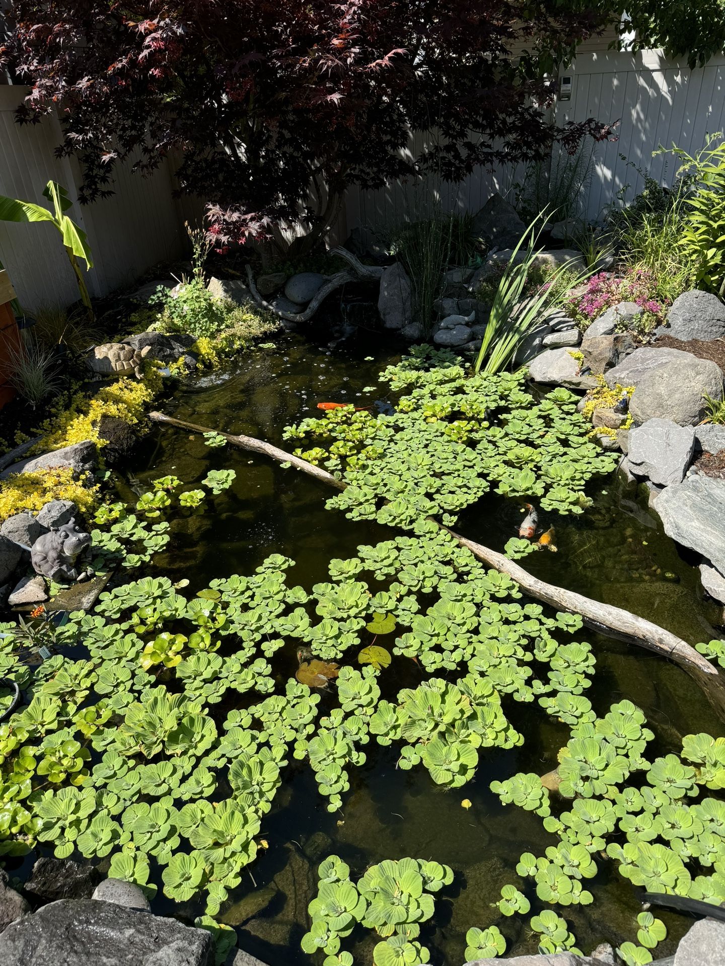 Pond Floating Plants Hyacinth Water Lettuce Fast Growing Live Aquatic