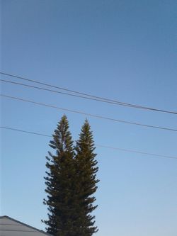 North pole Oak you cut free branches$0