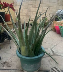 Aloe Vera Plants