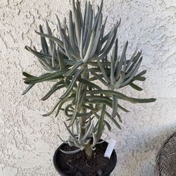 1.5 Gallon Pot Succulent Plant - Curio Repens - Blue Chalk Sticks - Rooted & Established - 🪴- Drought Resistant 