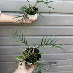 4” philodendron tortum