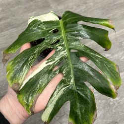Monstera Albo Cutting