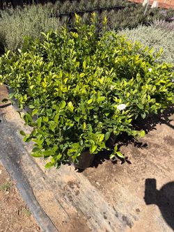 Gardenias 5 gal