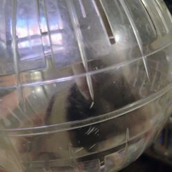 A Long Haired Teddy Bear Hamster