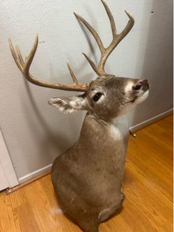 Authentic Whitetail Deer Shoulder Mount Taxidermy – Excellent Condition