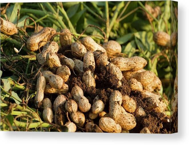 Fresh Dug Peanuts 28-30LB Bag