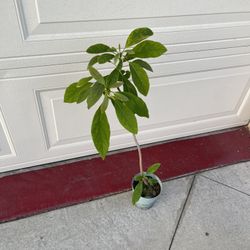 Hass Avocado Fruit Tree Plant 