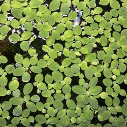 Dwarf Water Lettuce