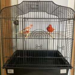 Bird Cage 
