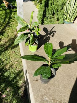 Mexican Níspero Tree $10