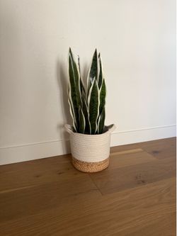 Decorative Snake Plant