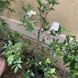 Gardenia With Flower Mothers Day Special