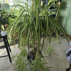 Premium EXTRA LARGE SPIDER PLANT