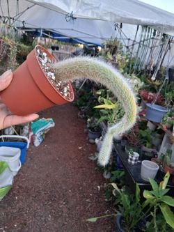 Monkey 🐒 Tail Cactus $15
