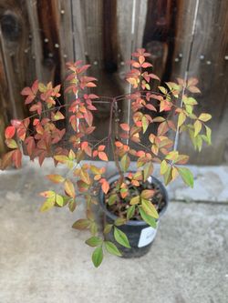 Compact Heavenly Bamboo Live Plant in 1 Gallon Pot  Cash only  Pick up in North San Jose, By appointment only  Location: located close to Shell gas st