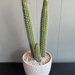 Cactus in 6” Ceramic Pot 