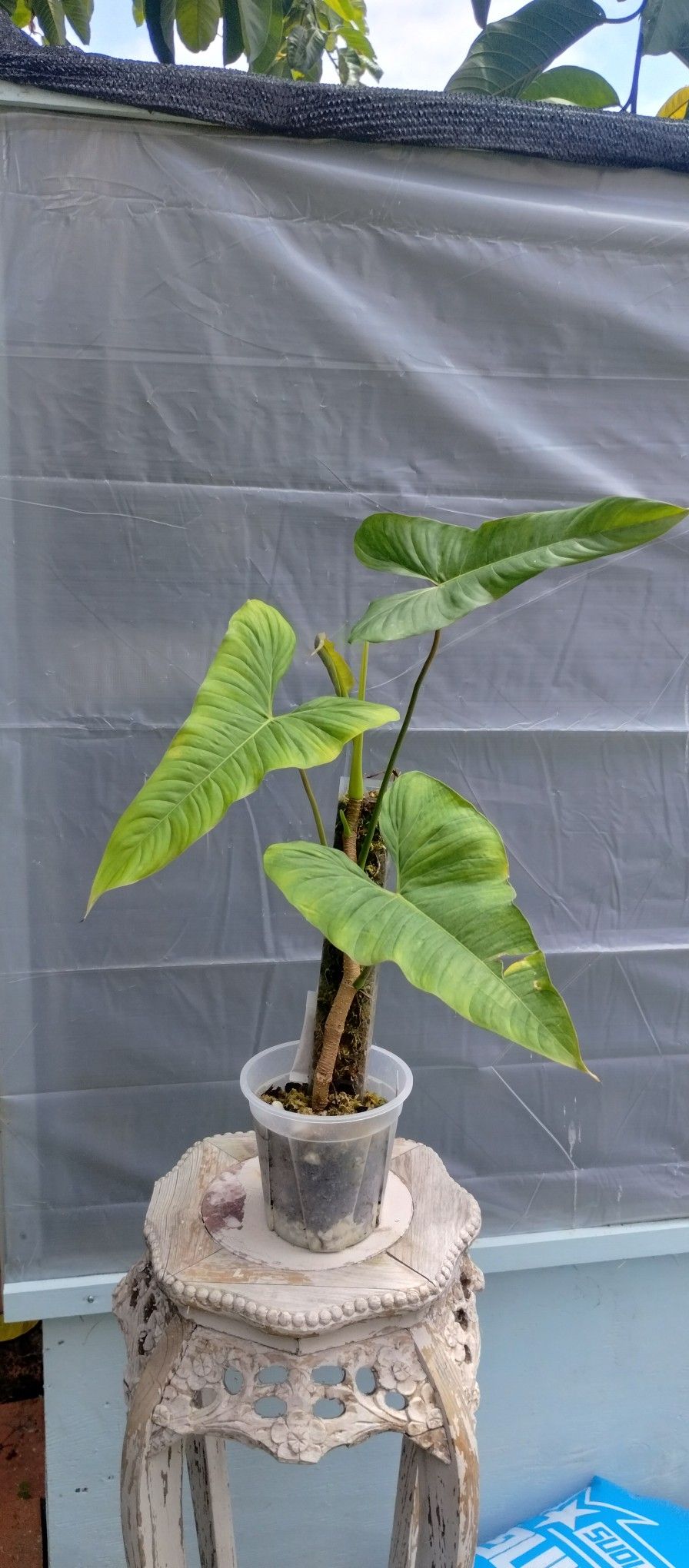 Philodendron Pinnatilobum