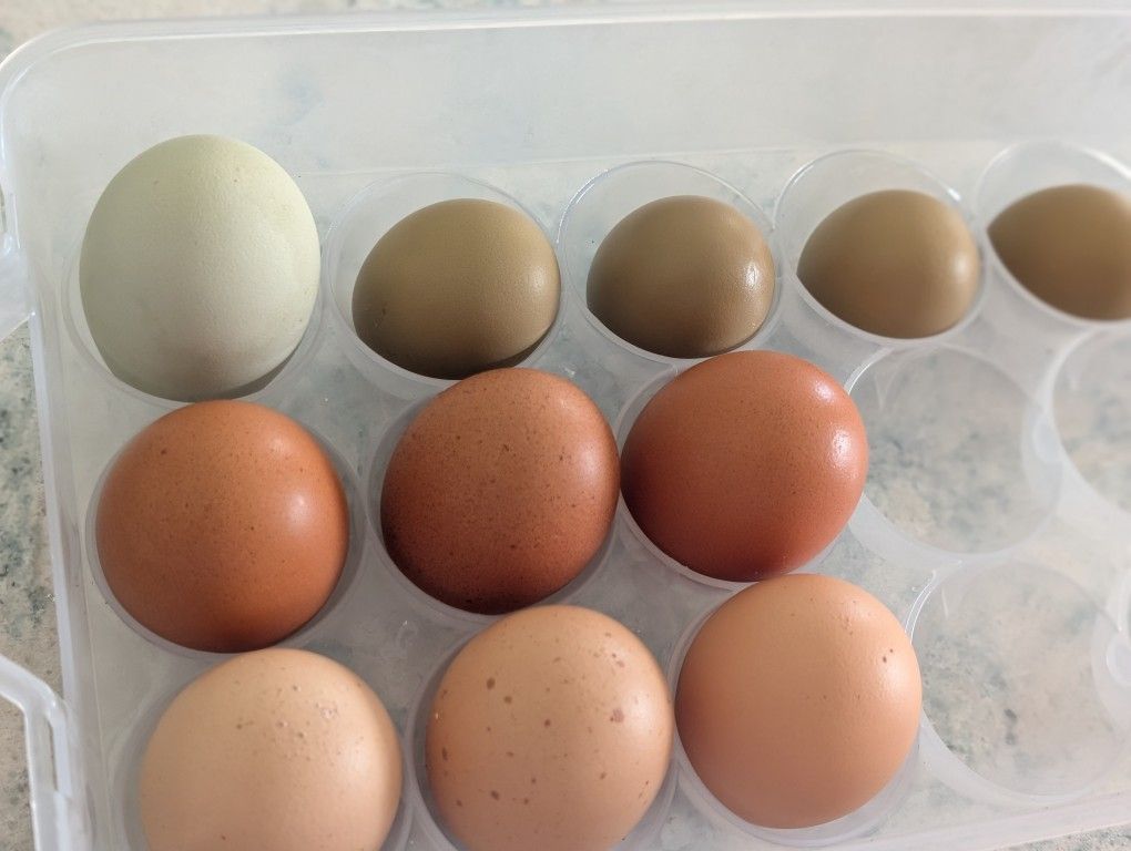 Rainbow Eggs