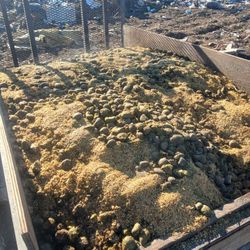 Premiere Horse Manuer Delivered