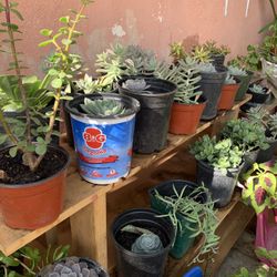 Plantas/plants