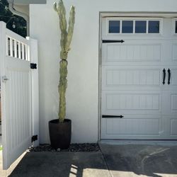 HUGE Variegated Cactus  African Candelabra - Euphorbia ammak variegata 