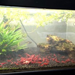 Aquatic Plants