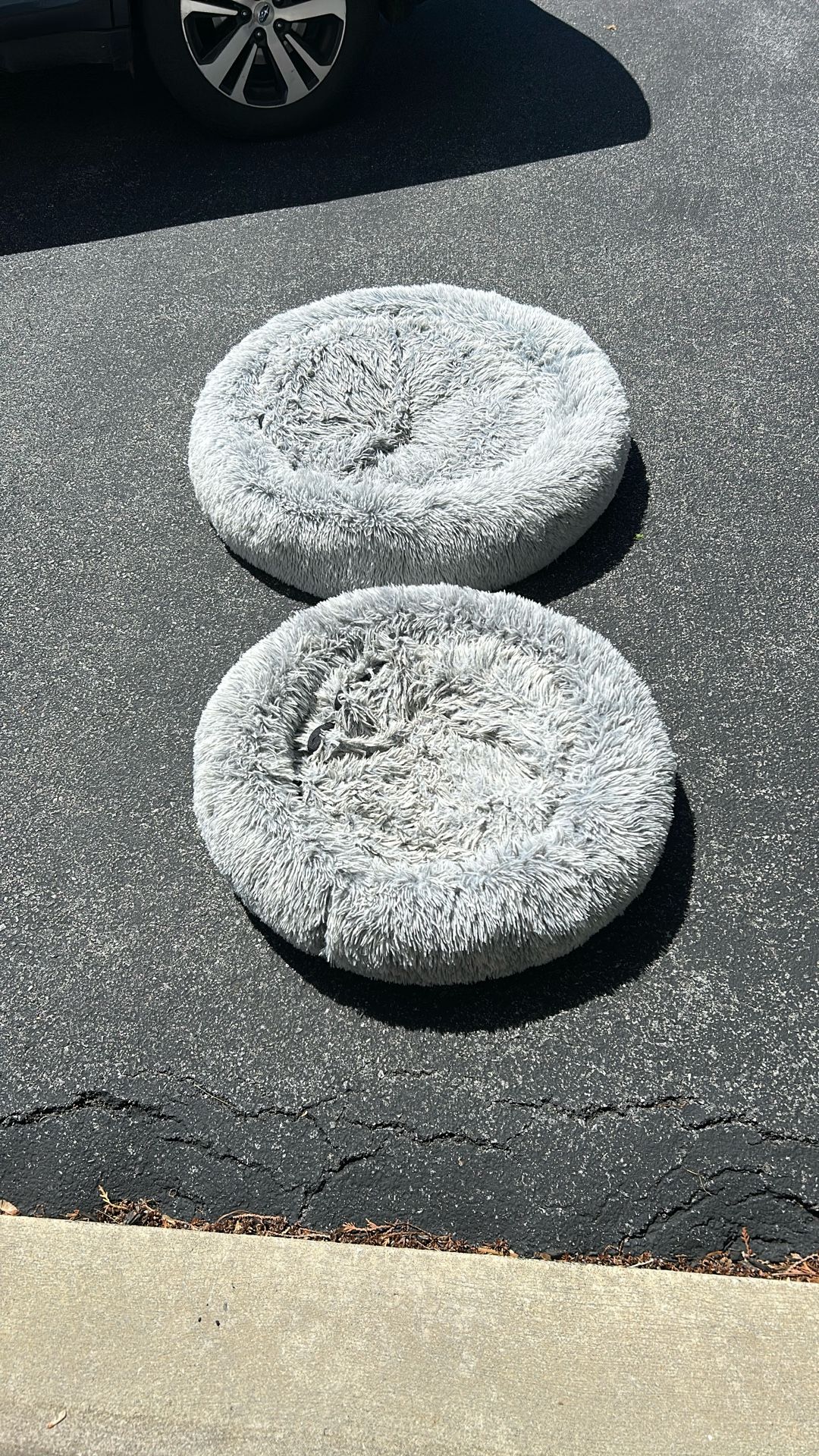 Dog Beds (two)