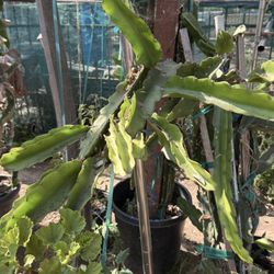 Palora Dragonfruit Plant