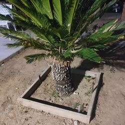 Sago palm