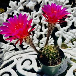CACTUS PLANT IN BLOOM- Very Easy To Grow 
