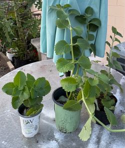 3 oregano plants